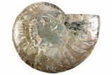 Cut & Polished Ammonite Fossil (Half) - Madagascar #364905-1